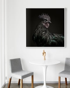 Randal Ford - Ayam Cemani Hahn Schwarze Kollektion, 2018, bedruckt nach