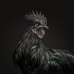 Randal Ford - Collezione Ayam Cemani Rooster Black, 2018, Stampato Dopo