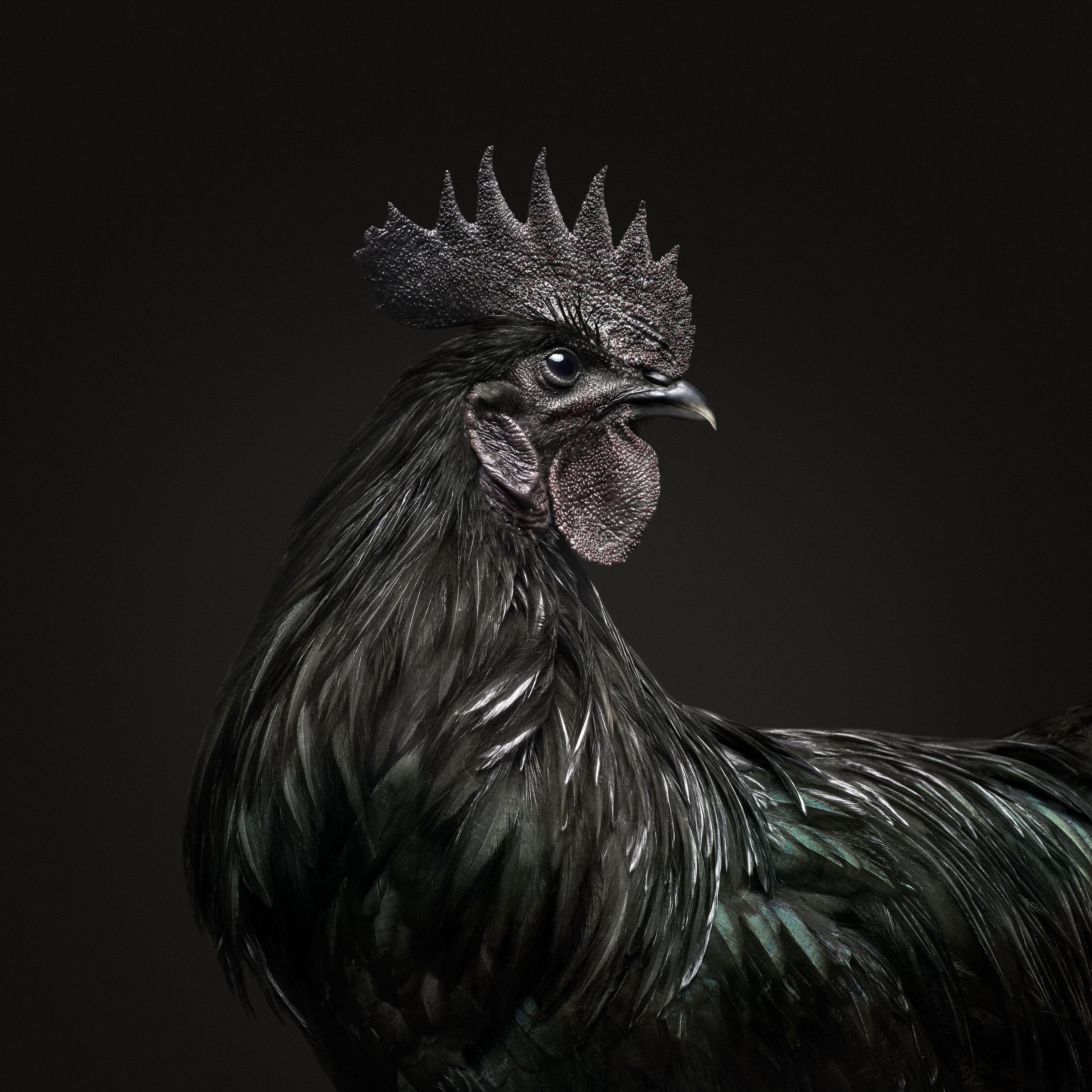Randal Ford - Ayam Cemani Hahn Schwarze Kollektion, 2018, bedruckt nach