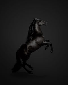 Randal Ford - Caballo negro nº 3, Fotografía 2018, Impresión posterior