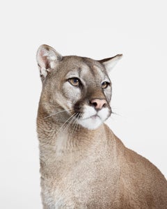 Randal Ford - Mountain Lion No. 2, Photography 2018, Printed After