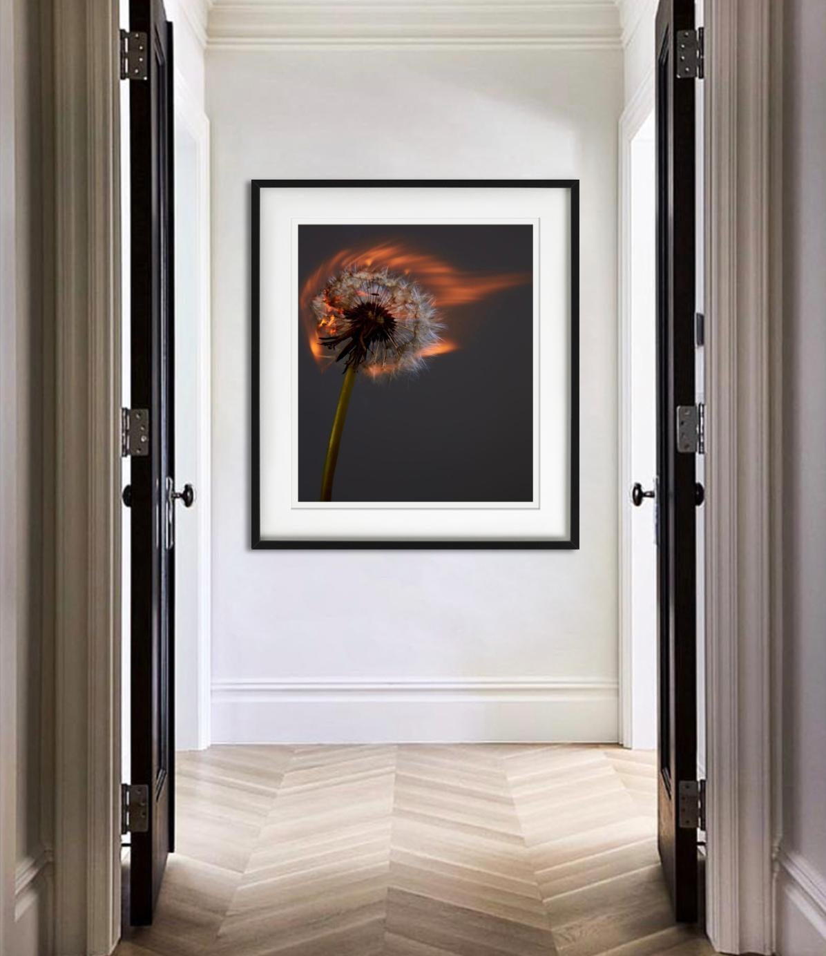Un mondo che esplode II - Burning Dandelion, Fotografia d'autore - Photograph di Rankin