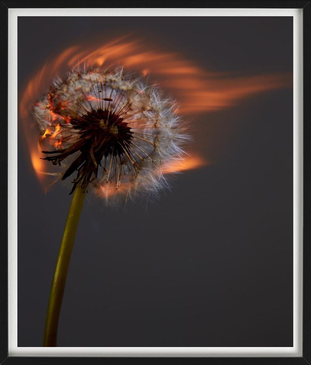 Un mondo che esplode II - Burning Dandelion, Fotografia d'autore - Photograph Contemporaneo di Rankin