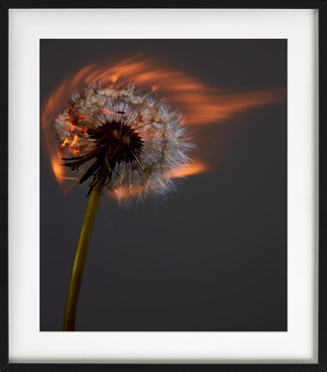 Un mondo che esplode II - Burning Dandelion, Fotografia d'autore - Nude Photograph Nero di Rankin