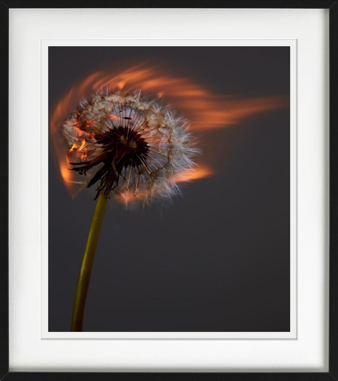 Il dente di leone bruciato fotografato da Rankin. 

Tutte le stampe sono in edizione limitata. Disponibile in più misure. Cornici di alto livello su richiesta.

Tutte le stampe sono realizzate e firmate dall'artista. Il collezionista riceve un