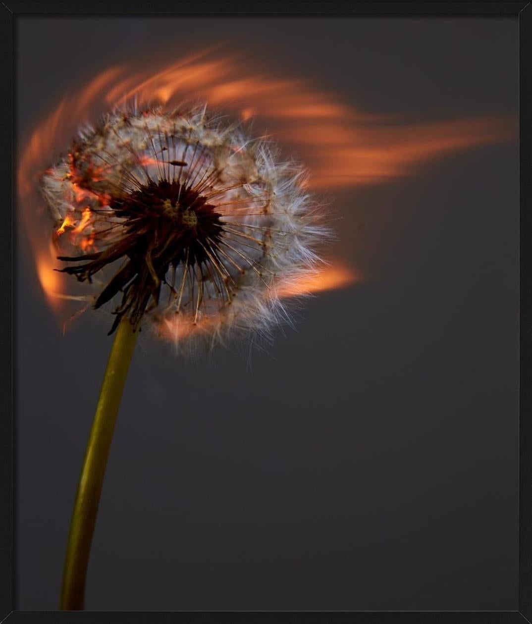 Un mondo che esplode II - Burning Dandelion, Fotografia d'autore in vendita 1