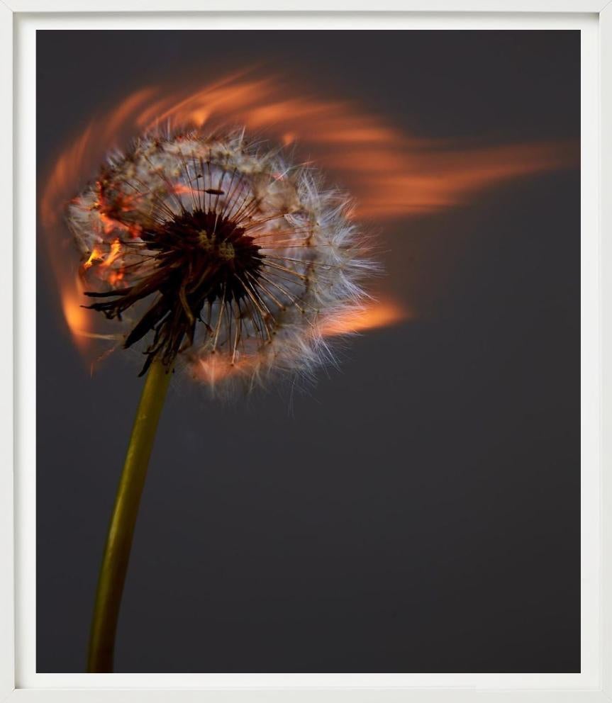 Un mondo che esplode II - Burning Dandelion, Fotografia d'autore in vendita 2