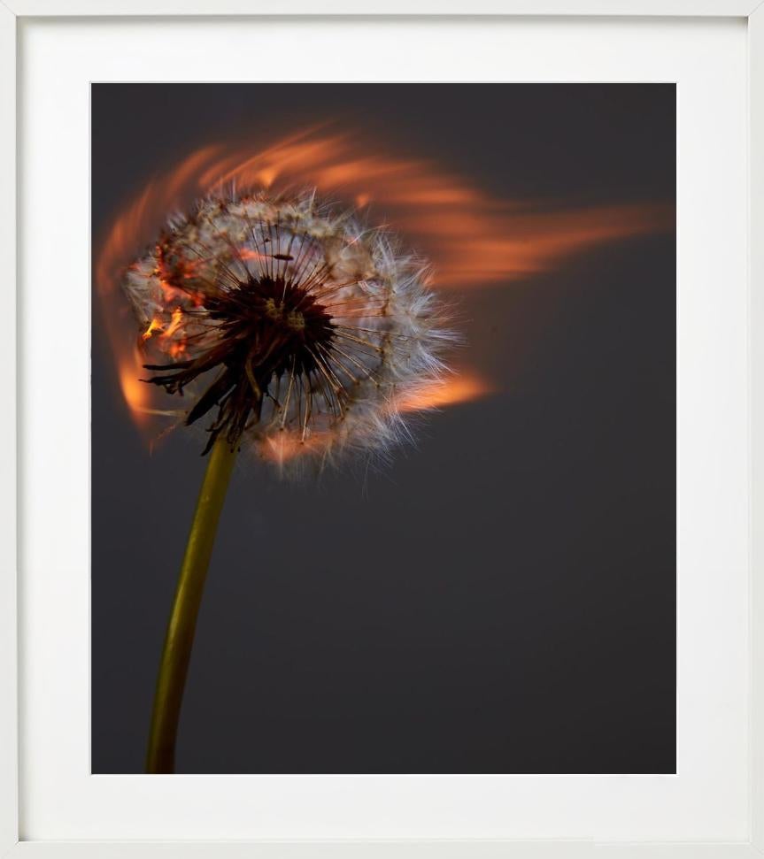Un mondo che esplode II - Burning Dandelion, Fotografia d'autore in vendita 3