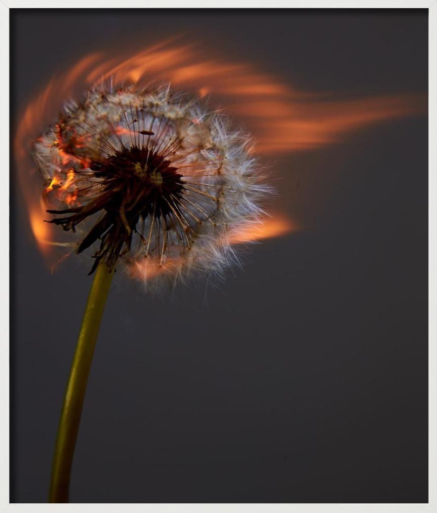 Un mondo che esplode II - Burning Dandelion, Fotografia d'autore in vendita 4