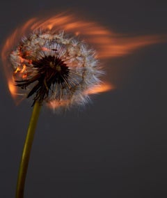 An exploding world II - Burning Dandelion, Fine Art Photography