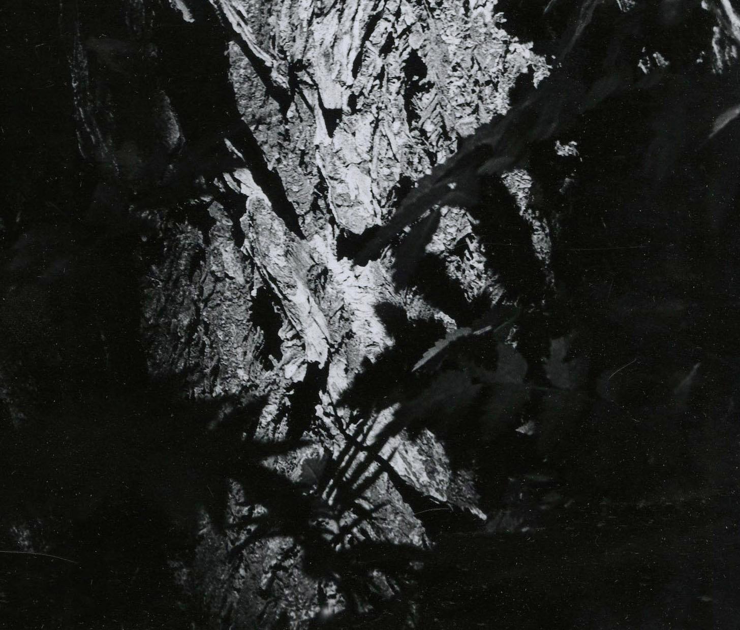 Elm Tree - American Modern Photograph by Raphael Gleitsman