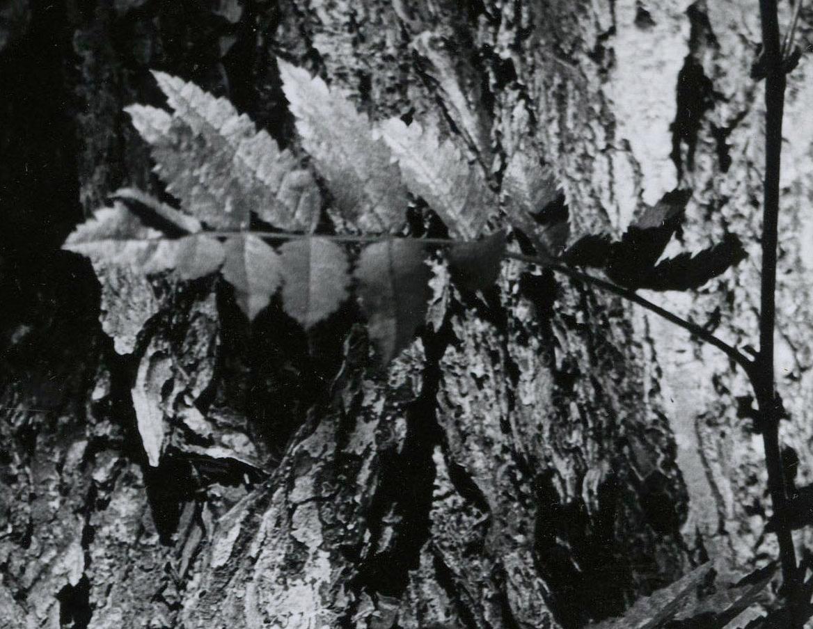 Elm Tree - Black Abstract Photograph by Raphael Gleitsman