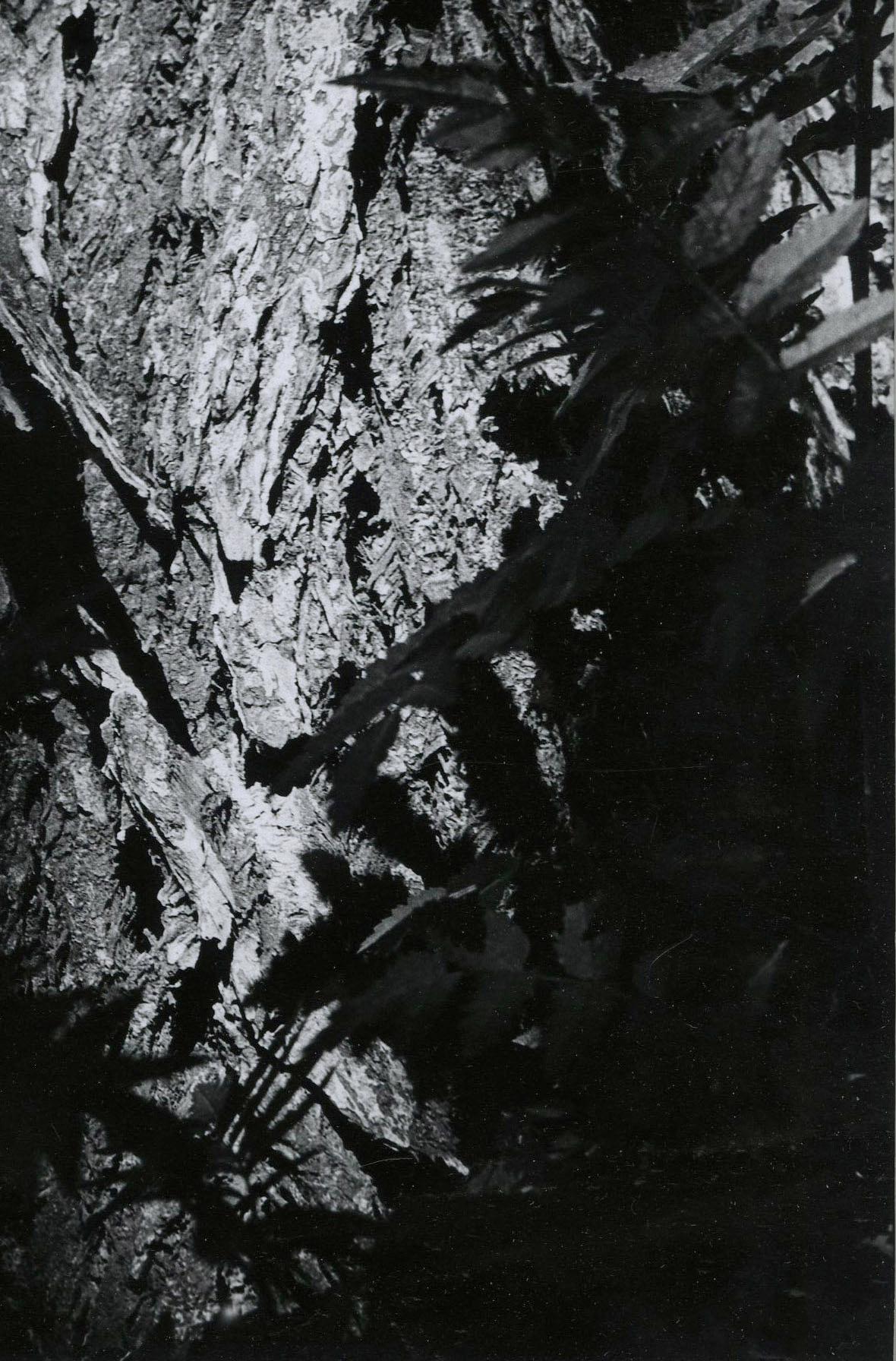 Elm Tree 
Silver gelatin print, 1965-1966
Signed in pencil on the mount lower right (see photo)
Dated in pencil 