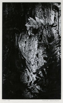 Elm Tree
