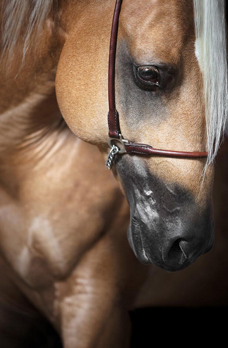 Raphael Macek Animal Print - Caritate (Horse Portrait, Equine Beauty)