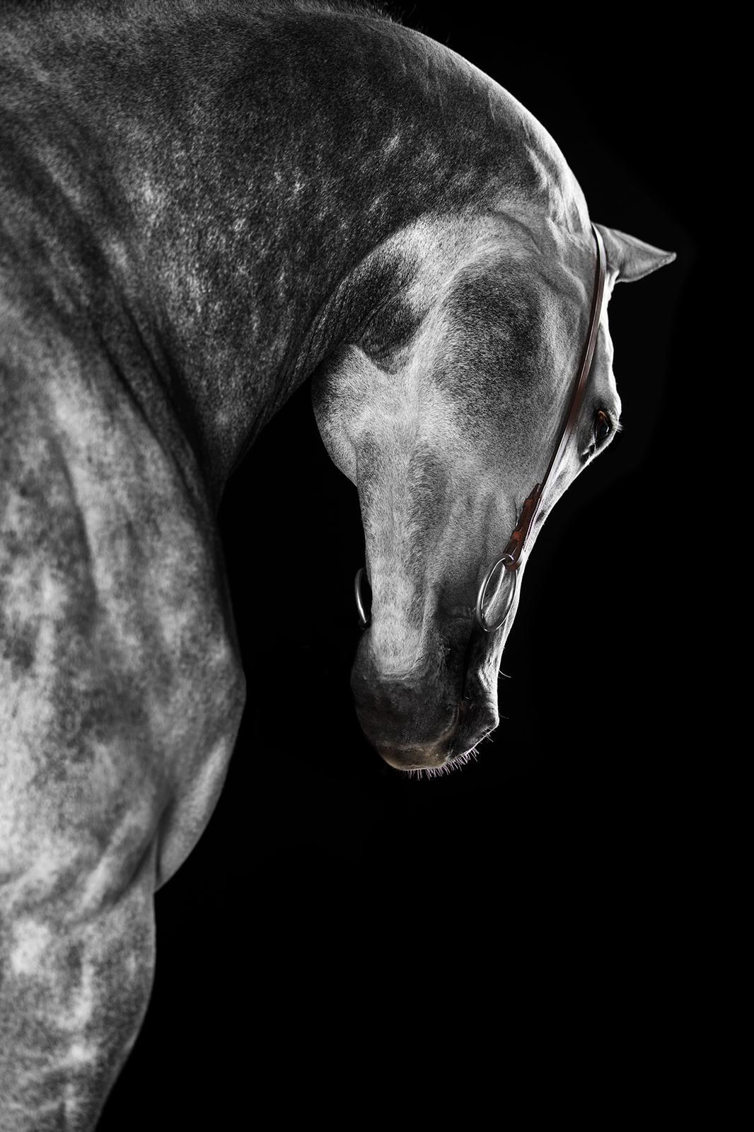 Raphael Macek Portrait Photograph – Castellum (Horsenporträt, Equine-Schönheit)