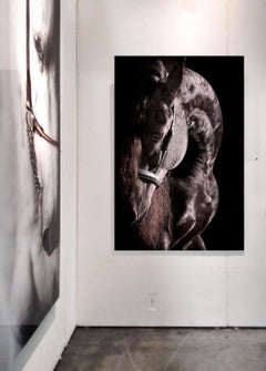 Curvarum, Ritratto di cavallo, Fotografia equestre