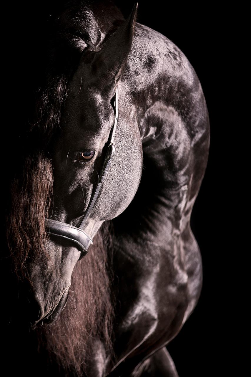 Curvarum, portrait de cheval, photographie d'équitation