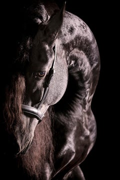 Curvarum, Horse Portrait, Equestrian Photography