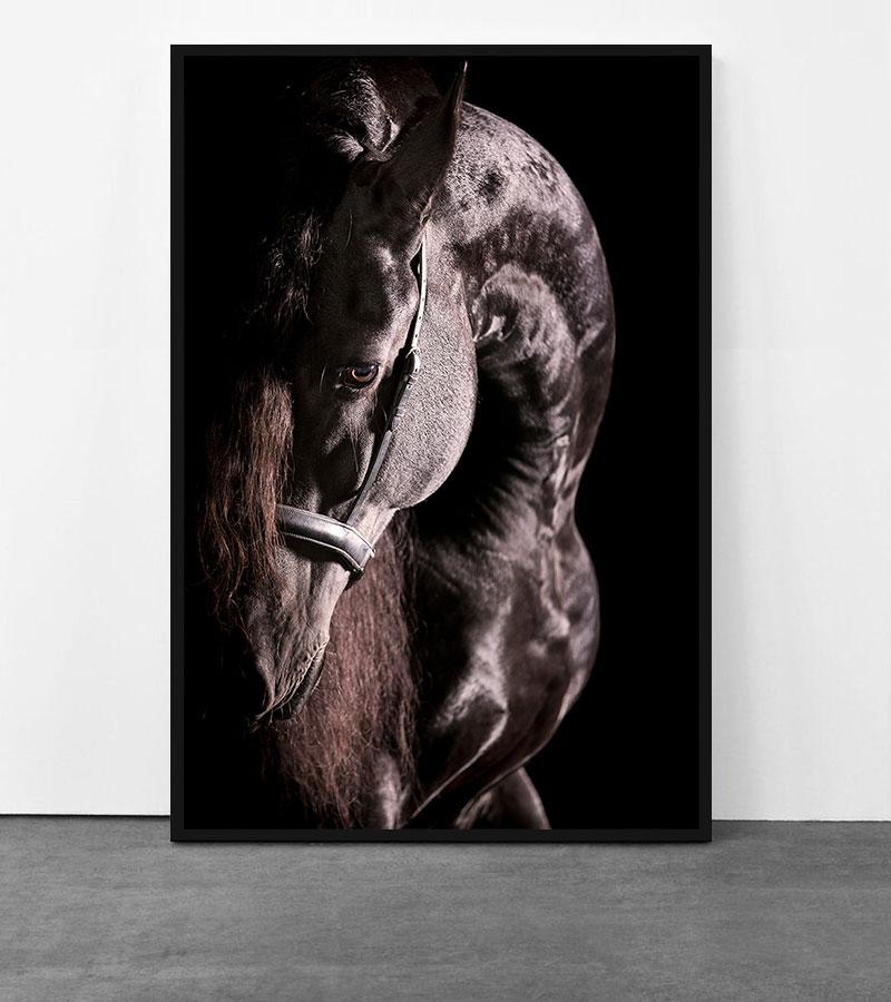 Curvarum, Pferdeporträt, Reiterfotografie (Schwarz), Animal Print, von Raphael Macek