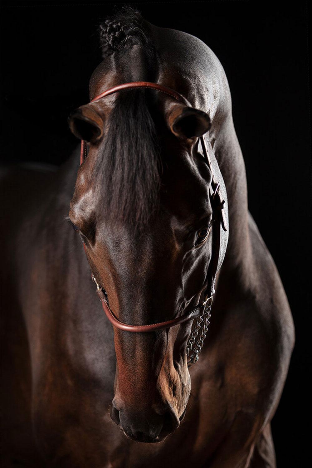 Domino, Afresco, Horse Portrait - Print by Raphael Macek