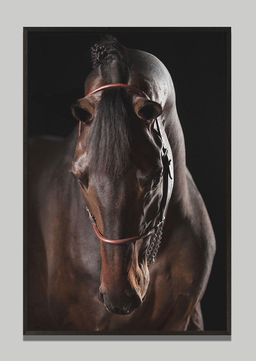 Raphael Macek Animal Print - Domino, Afresco, Horse Portrait