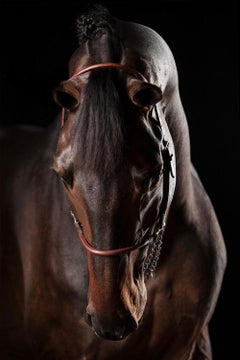 Domino Horse Portrait, Photographie équestre