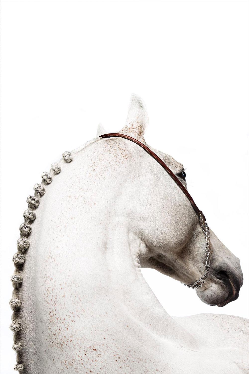 Raphael Macek Animal Print - Domum, Afresco, Horse Portrait