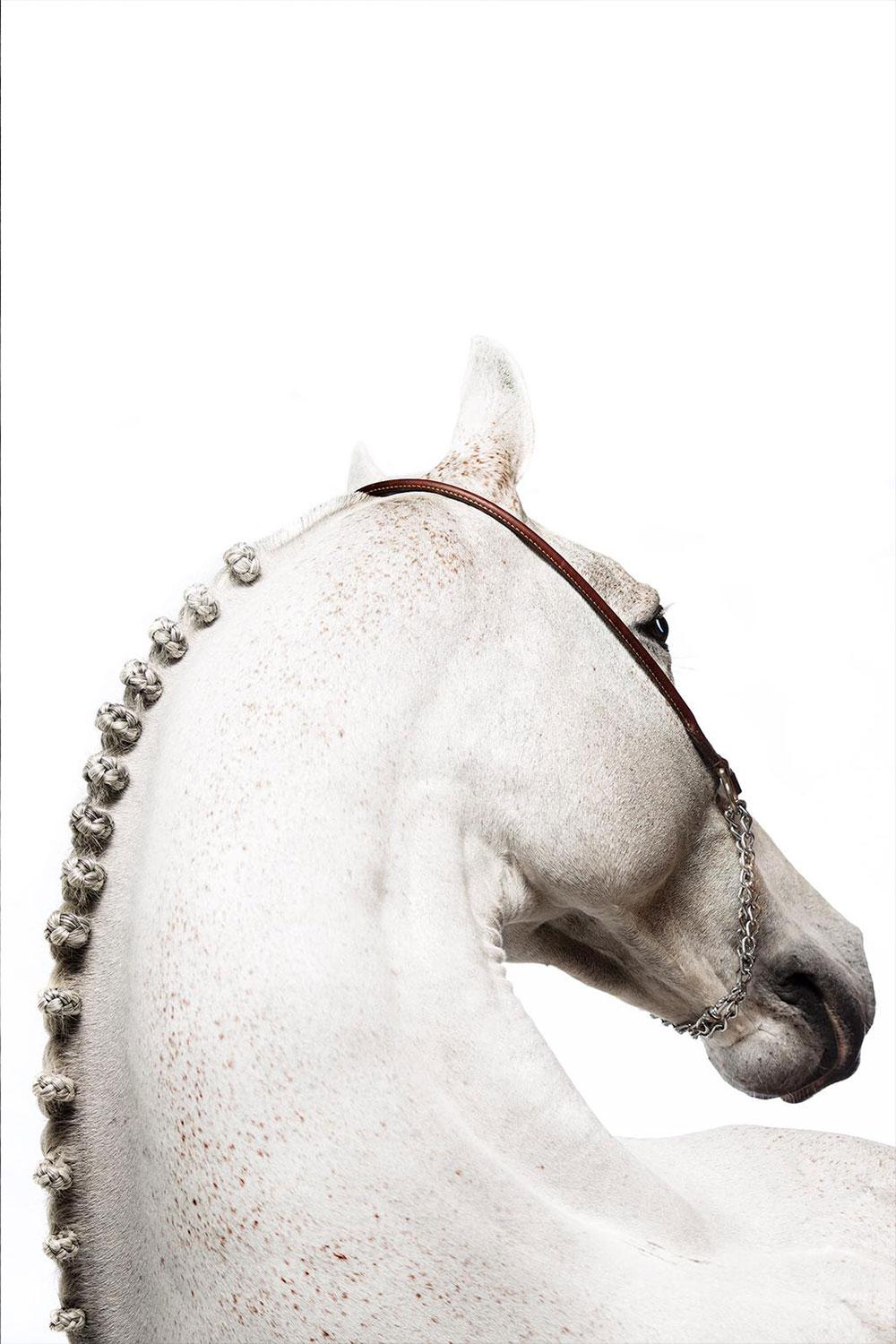 Animal Print de Raphael Macek - Domum, Afresco, Retrato de caballo