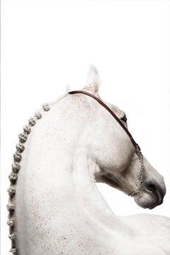 Domum, Afresco, portrait de cheval