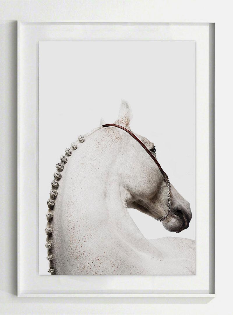 Domum, Afresco, Horse Portrait - Print by Raphael Macek