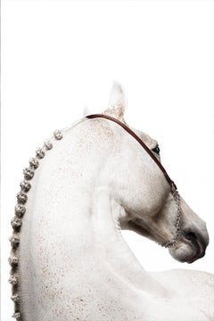 Domum, Portrait de cheval, Photographie équestre