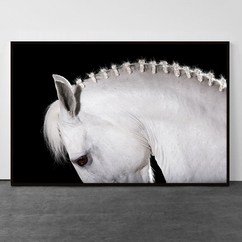 Equestrian Beauty #11 - Photograph by Raphael Macek