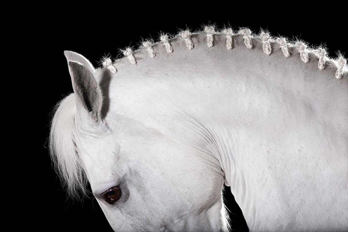 Raphael Macek Portrait Photograph - Equestrian Beauty #11