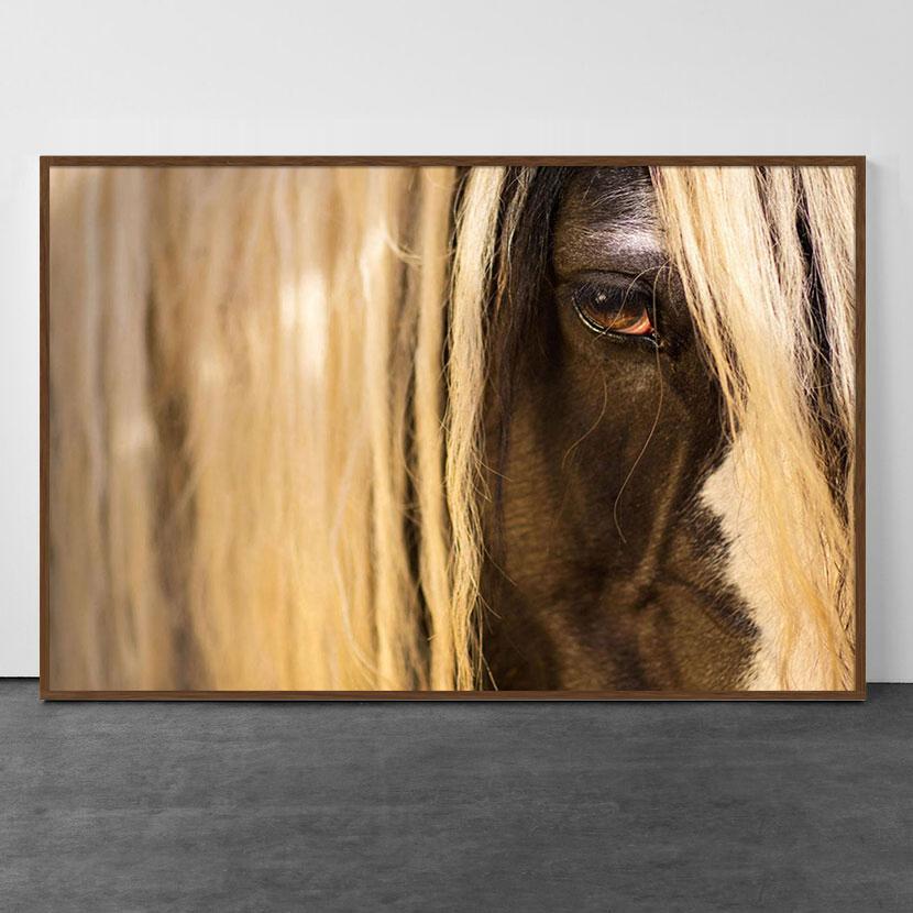 Equestrian Beauty #13 - Photograph by Raphael Macek