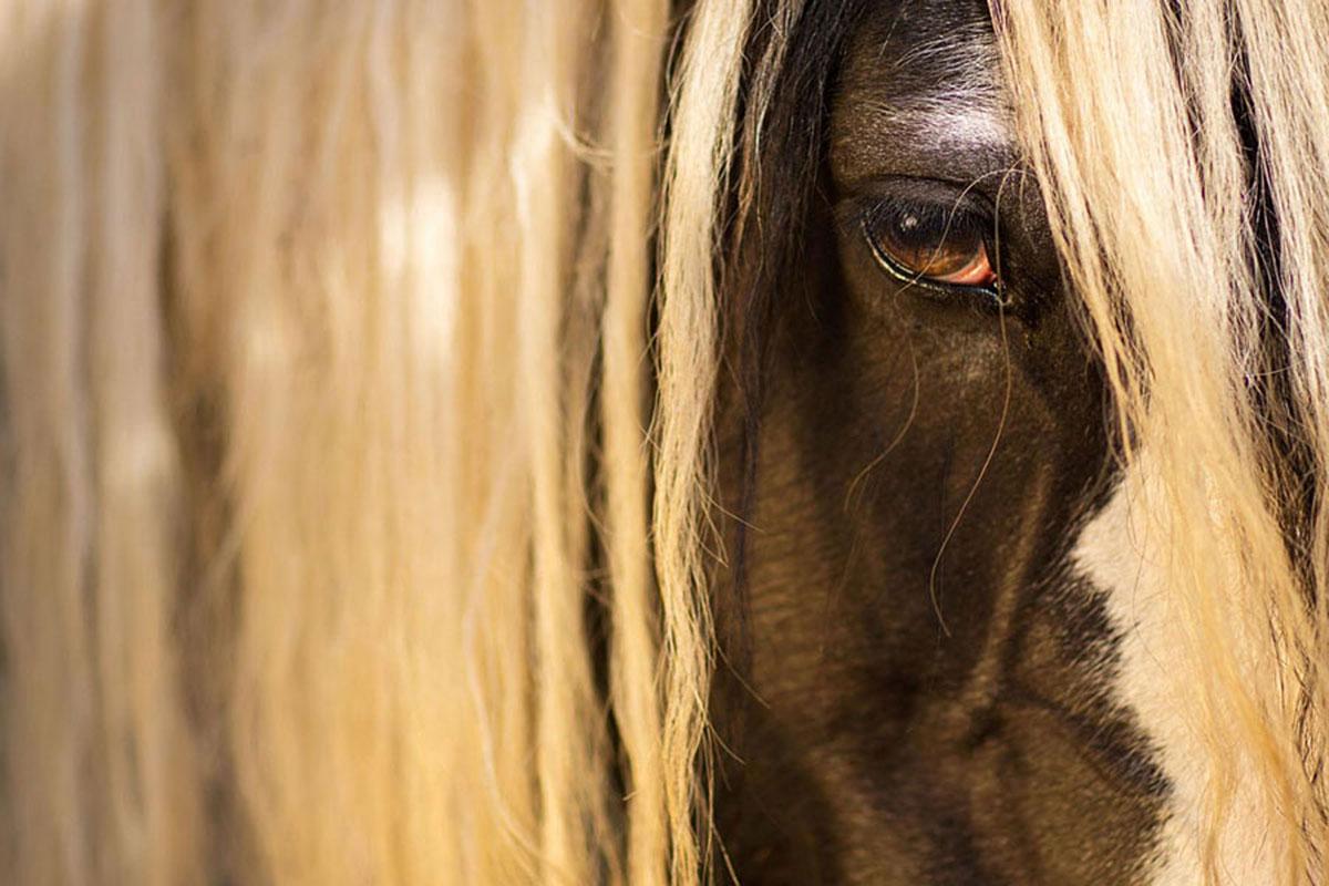 Raphael Macek Portrait Photograph - Equestrian Beauty #13