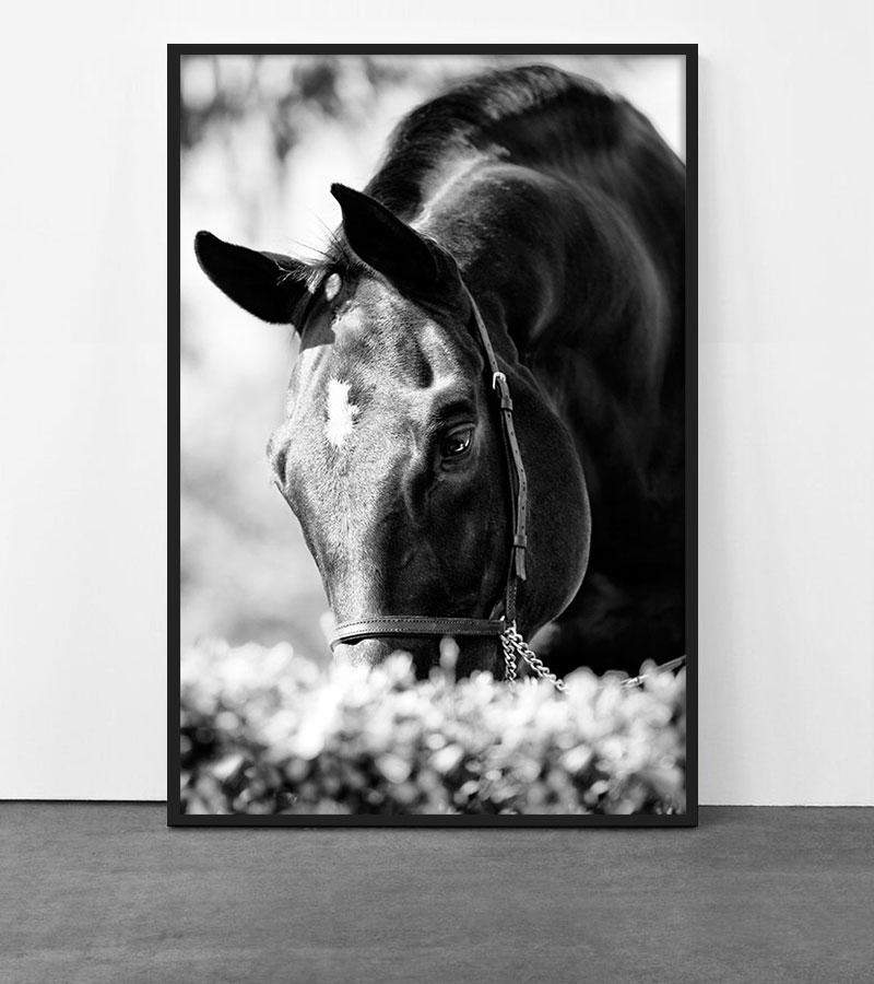 Equestrian Beauty #14 - Print by Raphael Macek