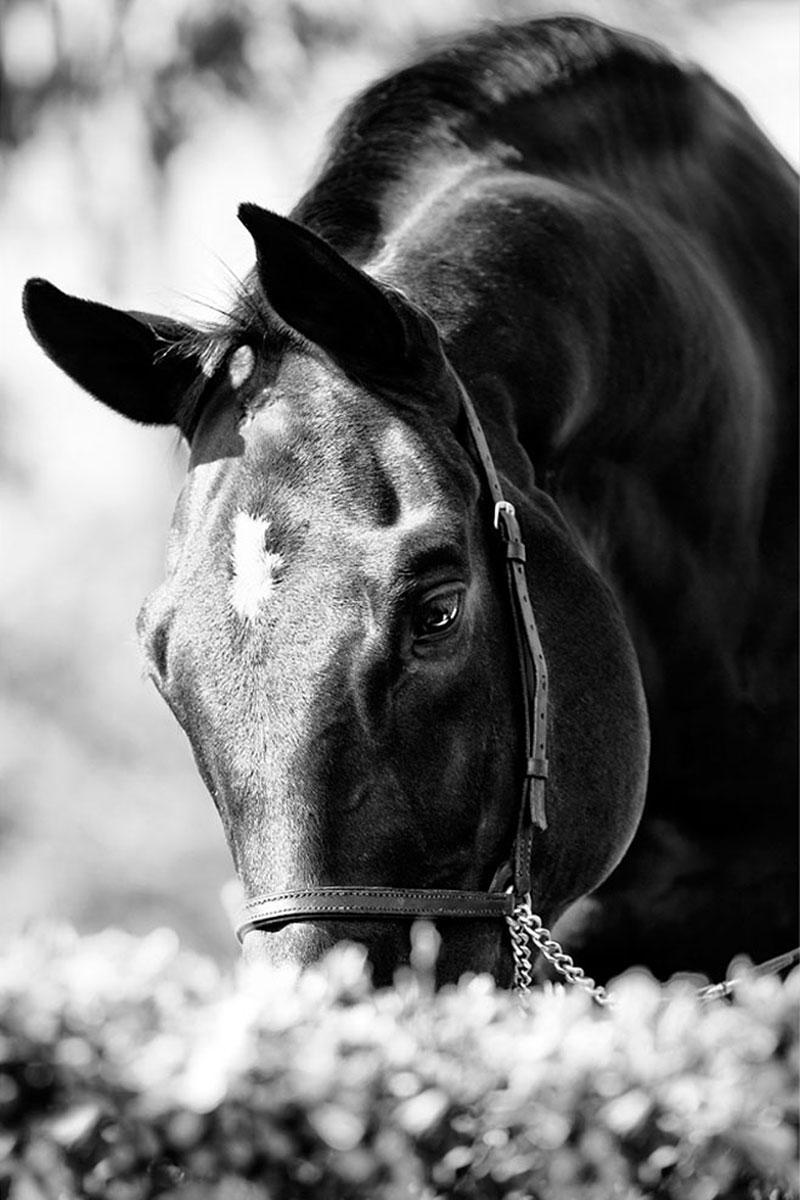 Raphael Macek Animal Print - Equestrian Beauty #14