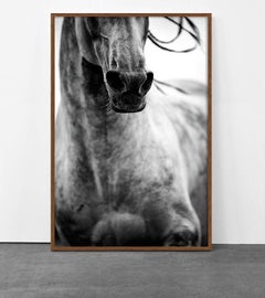Equestrian Beauty #15