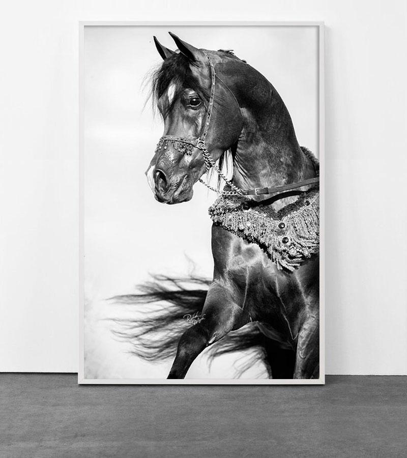 Equestrian Beauty #16 - Photograph by Raphael Macek