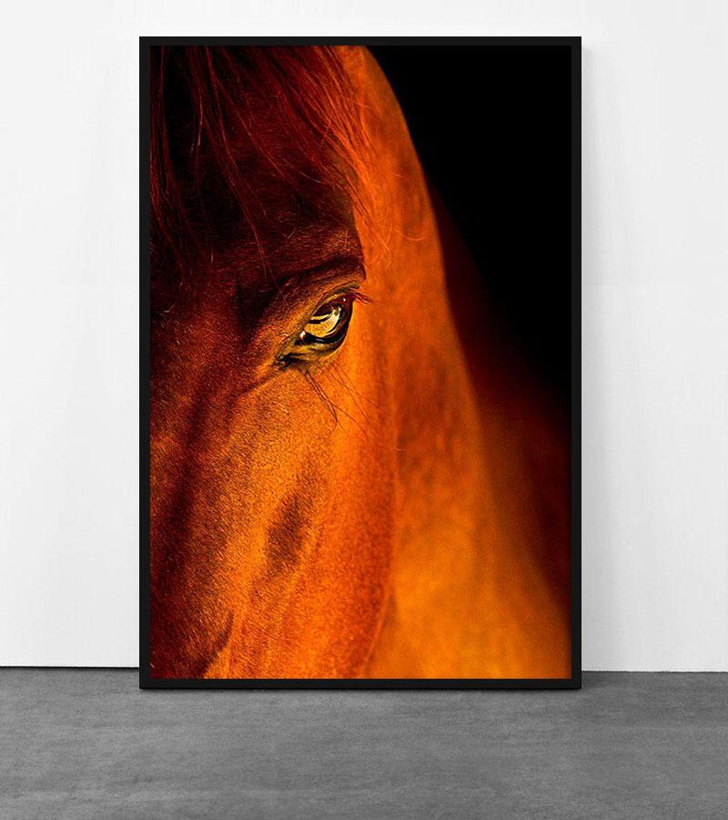 Equestrian Beauty #3 - Print by Raphael Macek