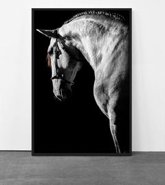 Equestrian Beauty #4