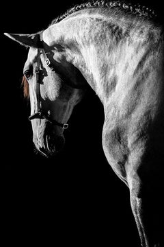 Equestrian Beauty #4