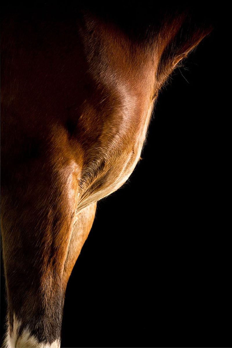 Raphael Macek Animal Print - Equestrian Beauty #6