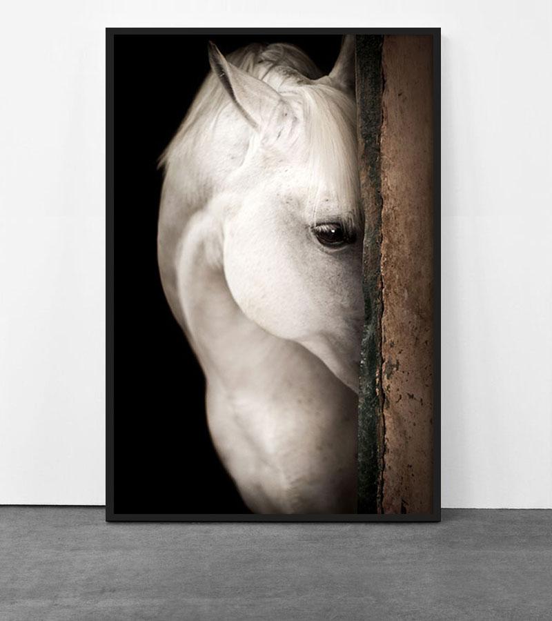 Pferdesport Schönheit #9 (Zeitgenössisch), Photograph, von Raphael Macek