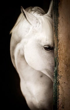 Equestrian Beauty #9 (Photography, Horse Portrait)