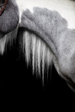 Forma, Portrait de cheval, Photographie équestre