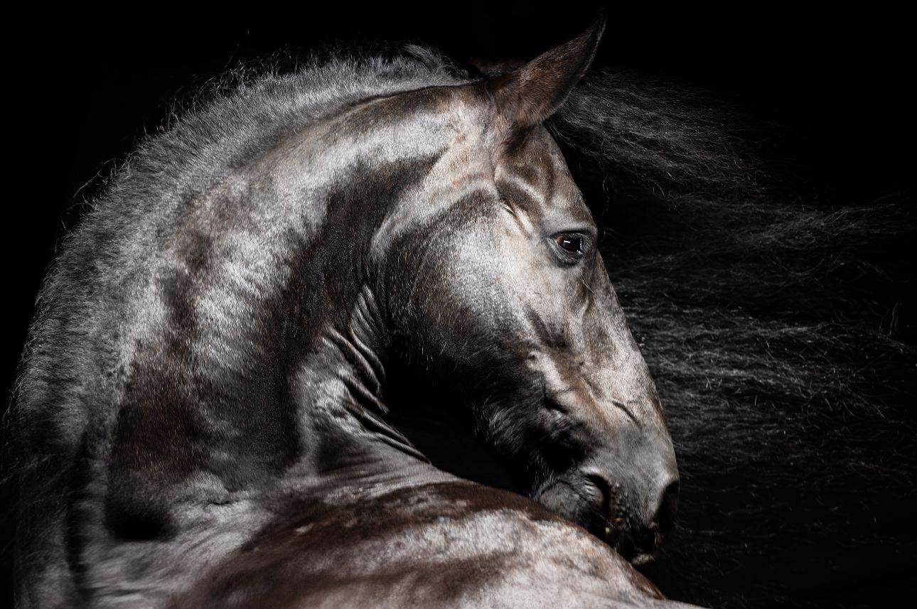 Raphael Macek Portrait Photograph – Forza