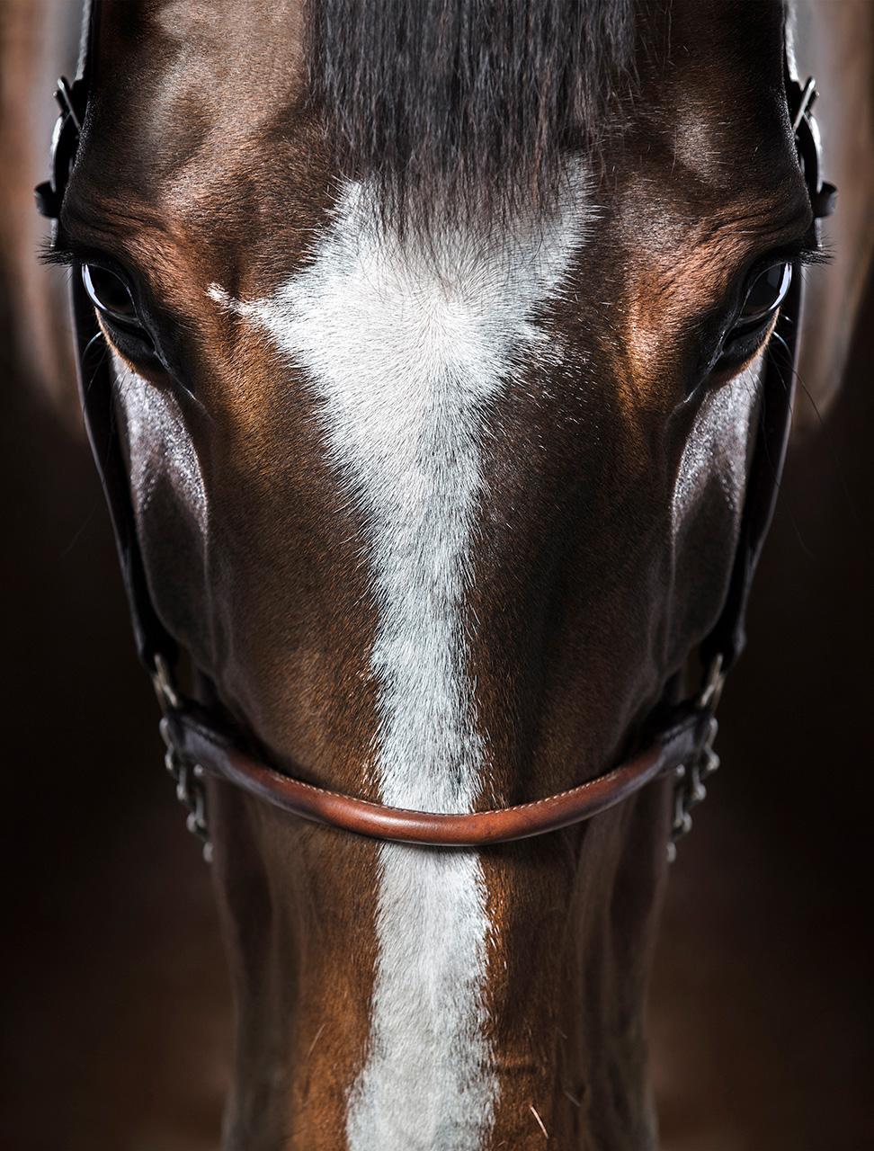 Raphael Macek Portrait Photograph - Immersion - Horse Photography - Portrait