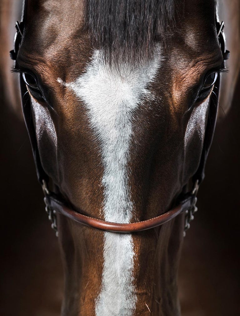 Raphael Macek - Immersion - Horse Photography - Portrait For Sale at